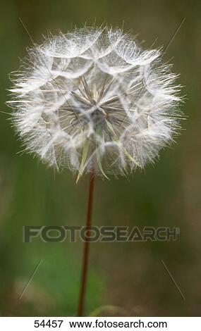 Stock Photo - Close-up of dandelion (Taraxacum officinale) flower . Fotosearch