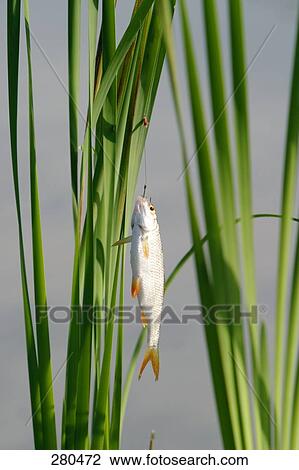 Stock Image - Close-up of dead fish hanging from reed grass . Fotosearch