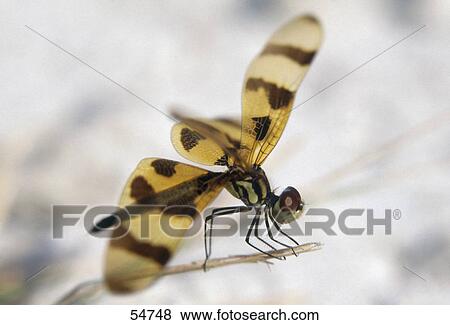 Stock Photo - Close-up of Dragonfly, Florida, USA . Fotosearch