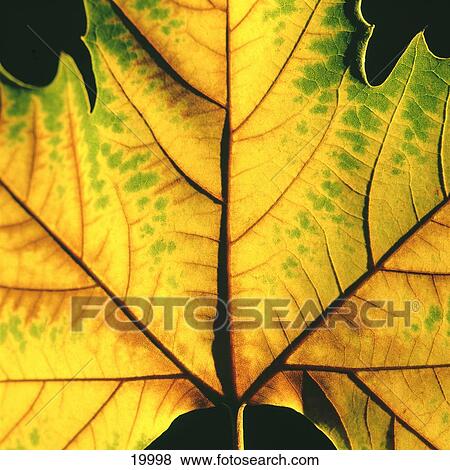 Close-up of dry chestnut leaf View Large Photo Image Stock Photo - Close-up of dry chestnut leaf . Fotosearch