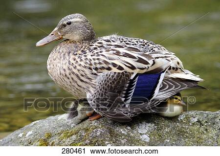 Close-up of duck protecting its ducklings on rock View Large Photo Image Stock Image - Close-up of duck protecting its ducklings on rock . Fotosearch