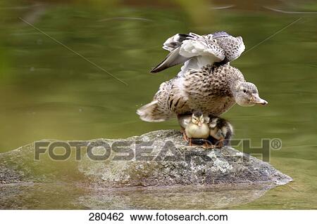 Close-up of duck protecting its ducklings on rock View Large Photo Image Stock Image - Close-up of duck protecting its ducklings on rock . Fotosearch