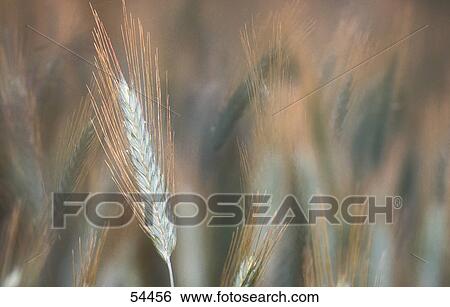 Close-up of ear of Rye in field View Large Photo Image Stock Photograph - Close-up of ear of Rye in field . Fotosearch