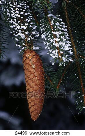 Close-up of fir cone with dewdrops  View Large Photo Image Stock Photograph - Close-up of fir cone with dewdrops . Fotosearch