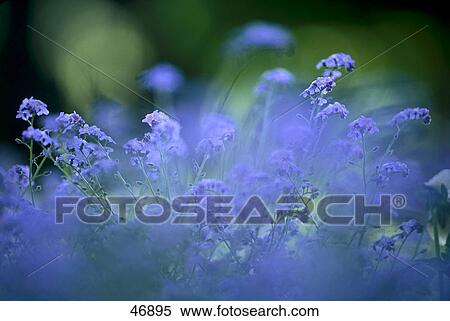 Close-up of flowers View Large Photo Image Stock Photography - Close-up of flowers . Fotosearch