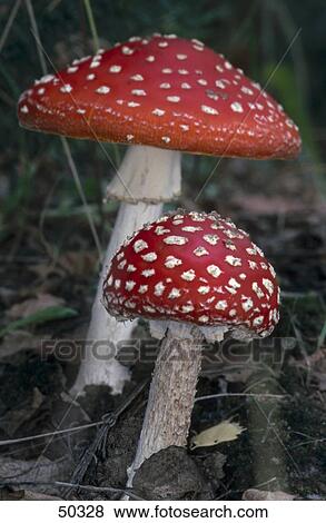 Close-up of Fly Amanita (Amanita muscaria) mushrooms growing in field View Large Photo Image Stock Photo - Close-up of Fly Amanita (Amanita muscaria) mushrooms growing in field . Fotosearch