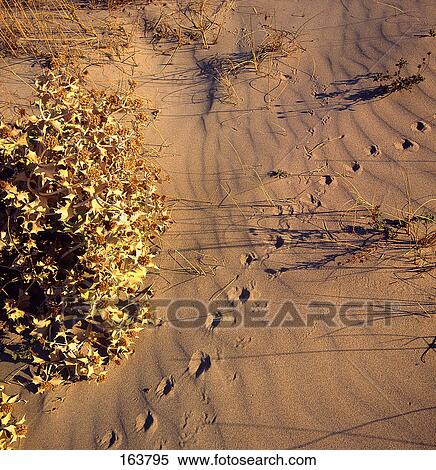 Stock Photography - Close-up of footprints on sand, Camargue, France . Fotosearch