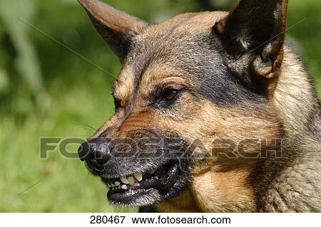 Close Up Of German Shepherd Growling Stock Photo 280467 Fotosearch