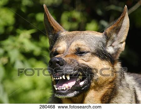 Stock Photo - Close-up of German Shepherd growling . Fotosearch