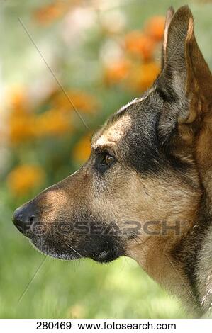 Close-up of German Shepherd's face View Large Photo Image Stock Photo - Close-up of German Shepherd's face . Fotosearch