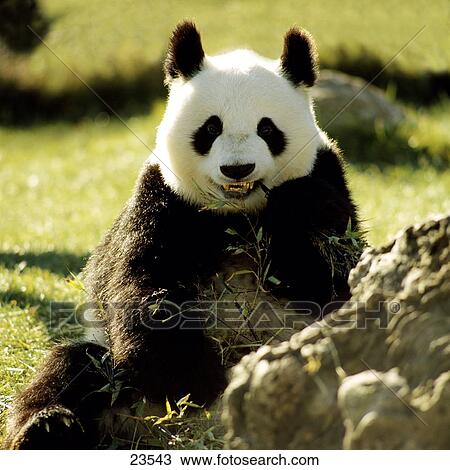 Stock Image - Close-up of Giant Panda (Ailuropoda melanoleuca) in field . Fotosearch