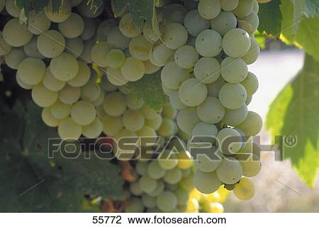 Close-up of grapes on vine, Spain View Large Photo Image Stock Image - Close-up of grapes on vine, Spain . Fotosearch