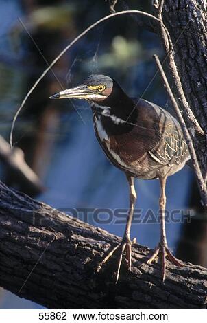 Close-up of Heron perching on tree View Large Photo Image Stock Image - Close-up of Heron perching on tree . Fotosearch