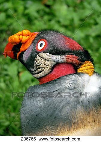 Close-up of King Vulture (Sarcoramphus papa) View Large Photo Image Stock Photograph - Close-up of King Vulture (Sarcoramphus papa) . Fotosearch