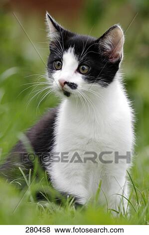 Stock Photo - Close-up of kitten in field . Fotosearch