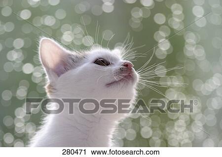 Close-up of kitten View Large Photo Image Stock Image - Close-up of kitten . Fotosearch