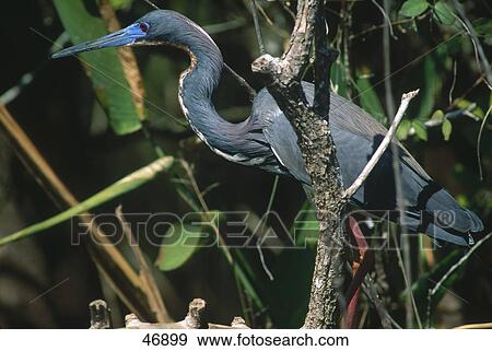Close-up of Louisiana Heron (Hydranassa tricolor) perching on branch, Florida, USA View Large Photo Image Stock Photo - Close-up of Louisiana Heron (Hydranassa tricolor) perching on branch, Florida, USA . Fotosearch