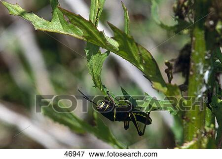 Stock Photo - Close-up of Lubber grasshopper (Brachystola magna) on leaf, Florida, USA . Fotosearch
