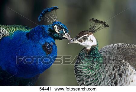 Close-up of male and female peacock View Large Photo Image Stock Image - Close-up of male and female peacock . Fotosearch