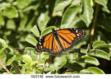 Close-up of Monarch (Danaus plexippus) on leaf View Large Photo Image Stock Photograph - Close-up of Monarch (Danaus plexippus) on leaf . Fotosearch