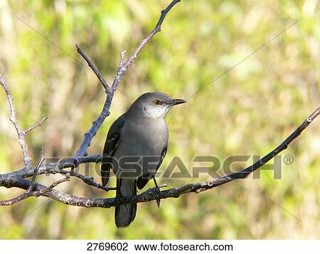 Stock Image - Close-up of Northern Mockingbird (Mimus polyglottos) perching on branch, Everglades National Park, Florida, USA . Fotosearch