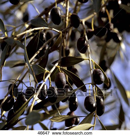 Stock Photo - Close-up of olive tree, Andalusia, Spain . Fotosearch