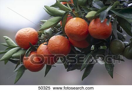 Close-up of Oranges growing on branch View Large Photo Image Stock Photography - Close-up of Oranges growing on branch . Fotosearch