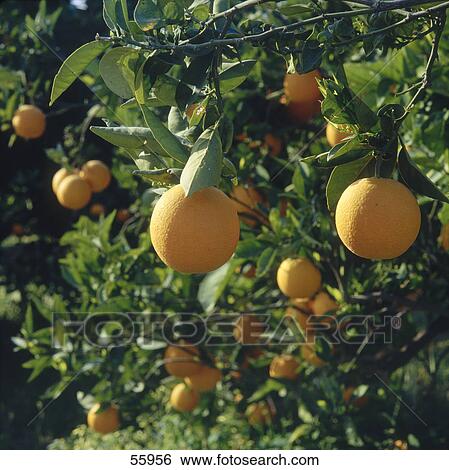 Stock Photograph - Close-up of oranges on tree, Valencia, Spain, Europe . Fotosearch