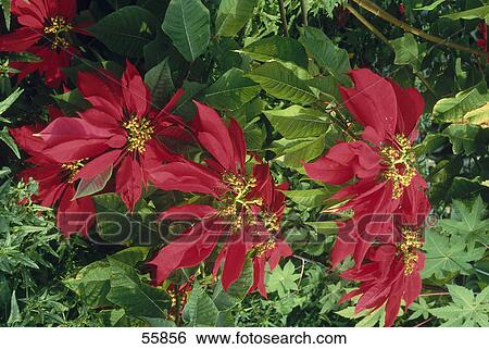 Close-up of Poinsettia (Euphorbia pulcherrima) flowers, Tenerife, Canary Islands, Spain View Large Photo Image Stock Photograph - Close-up of Poinsettia (Euphorbia pulcherrima) flowers, Tenerife, Canary Islands, Spain . Fotosearch