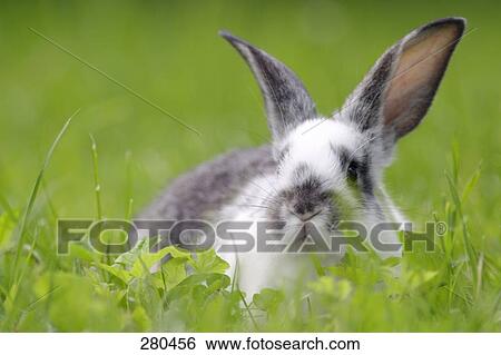 Stock Photograph - Close-up of rabbit in field . Fotosearch
