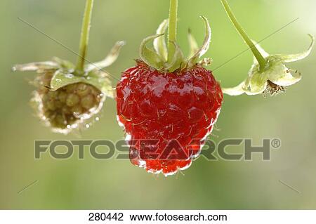 Close-up of raspberries View Large Photo Image Stock Image - Close-up of raspberries . Fotosearch