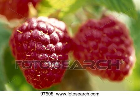 Stock Photo - Close-up of raspberries . Fotosearch