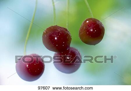 Stock Photo - Close-up of red cherries . Fotosearch