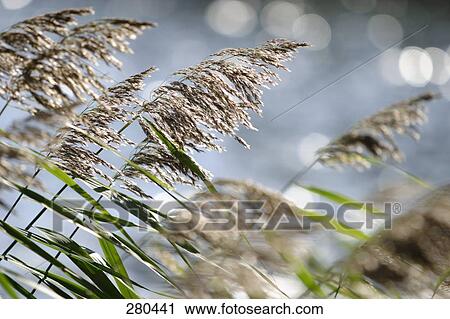 Close-up of reed grass View Large Photo Image Stock Image - Close-up of reed grass . Fotosearch