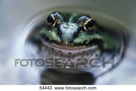 Close-up of Roesel's green frog (Rana esculenta) in pond View Large Photo Image Stock Image - Close-up of Roesel's green frog (Rana esculenta) in pond . Fotosearch