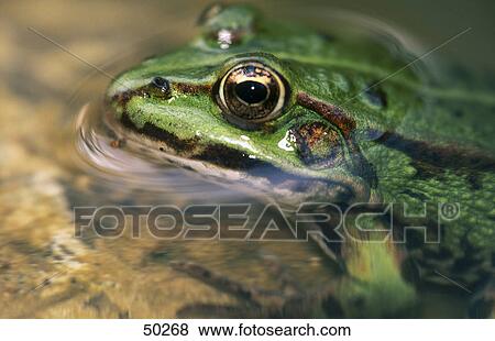 Stock Photo - Close-up of Roesel's green frog (Rana esculenta) looking out of pond . Fotosearch