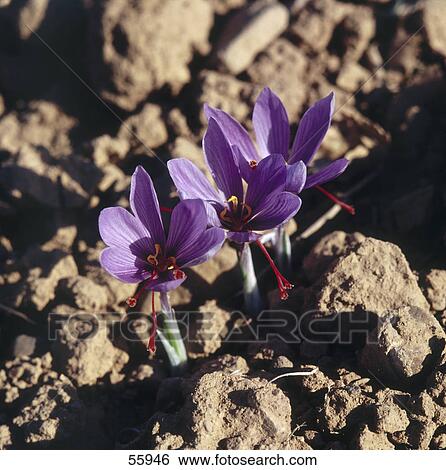 Close-up of saffron crocus View Large Photo Image Stock Photograph - Close-up of saffron crocus . Fotosearch