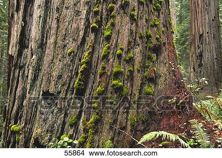 Close-up of sequoia tree, Oregon, USA View Large Photo Image Picture - Close-up of sequoia tree, Oregon, USA . Fotosearch