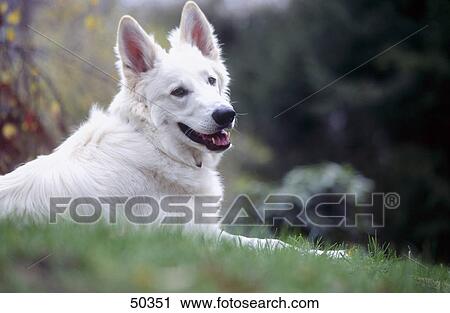 Close-up of sheepdog lying in field View Large Photo Image Stock Image - Close-up of sheepdog lying in field . Fotosearch