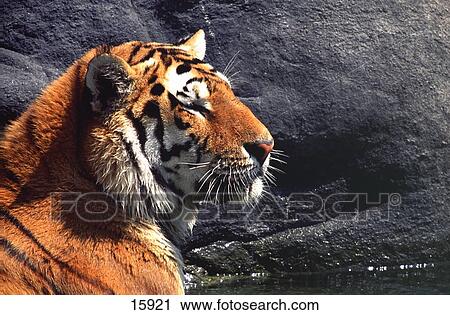 Close-up of Siberian tiger (Panthera tigris altaica) in zoo View Large Photo Image Stock Image - Close-up of Siberian tiger (Panthera tigris altaica) in zoo . Fotosearch