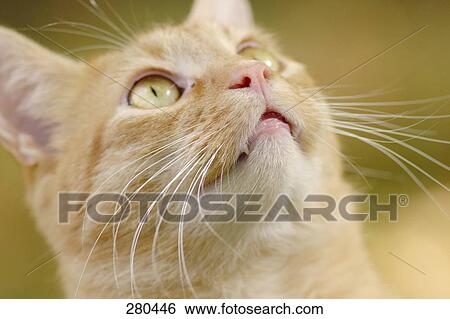 Close-up of tabby cat looking up View Large Photo Image Stock Photograph - Close-up of tabby cat looking up . Fotosearch