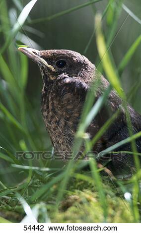 Close-up of True Thrushes bird hidden in grass View Large Photo Image Stock Image - Close-up of True Thrushes bird hidden in grass . Fotosearch