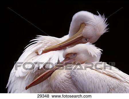 Close-up of two Eastern White Pelicans (Pelecanus onocrotalus) View Large Photo Image Stock Photo - Close-up of two Eastern White Pelicans (Pelecanus onocrotalus) . Fotosearch