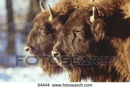 Close-up of two European bison (Bison bonasus) View Large Photo Image Picture - Close-up of two European bison (Bison bonasus) . Fotosearch
