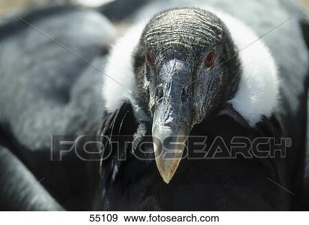 Close-up of vulture  View Large Photo Image Stock Photo - Close-up of vulture . Fotosearch