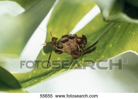 Stock Photography - Close-up of wasp on leaf . Fotosearch