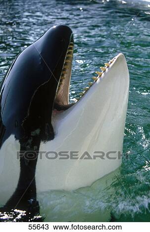 Close-up of whale View Large Photo Image Stock Image - Close-up of whale . Fotosearch