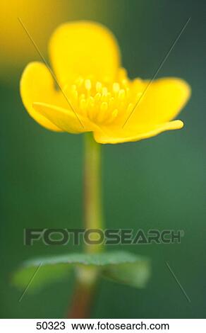 Close-up of yellow flower in bloom View Large Photo Image Stock Image - Close-up of yellow flower in bloom . Fotosearch