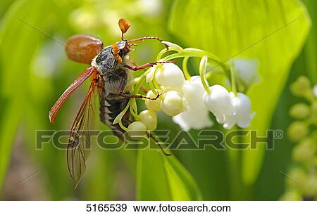 Cockchafer, Melolontha melolontha, on lily of the valley View Large Photo Image Stock Photo - Cockchafer, Melolontha melolontha, on lily of the valley . Fotosearch