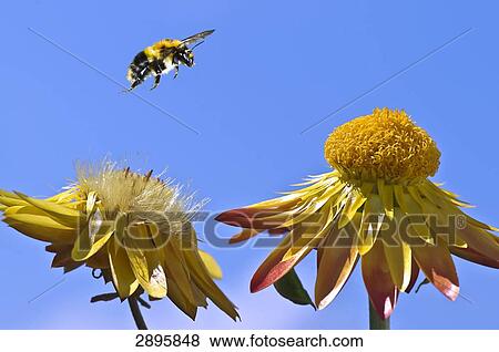 common carder bee (Bombus pascuorum) flying to a strawflower, close-up View Large Photo Image Stock Photo - common carder bee (Bombus pascuorum) flying to a strawflower, close-up . Fotosearch